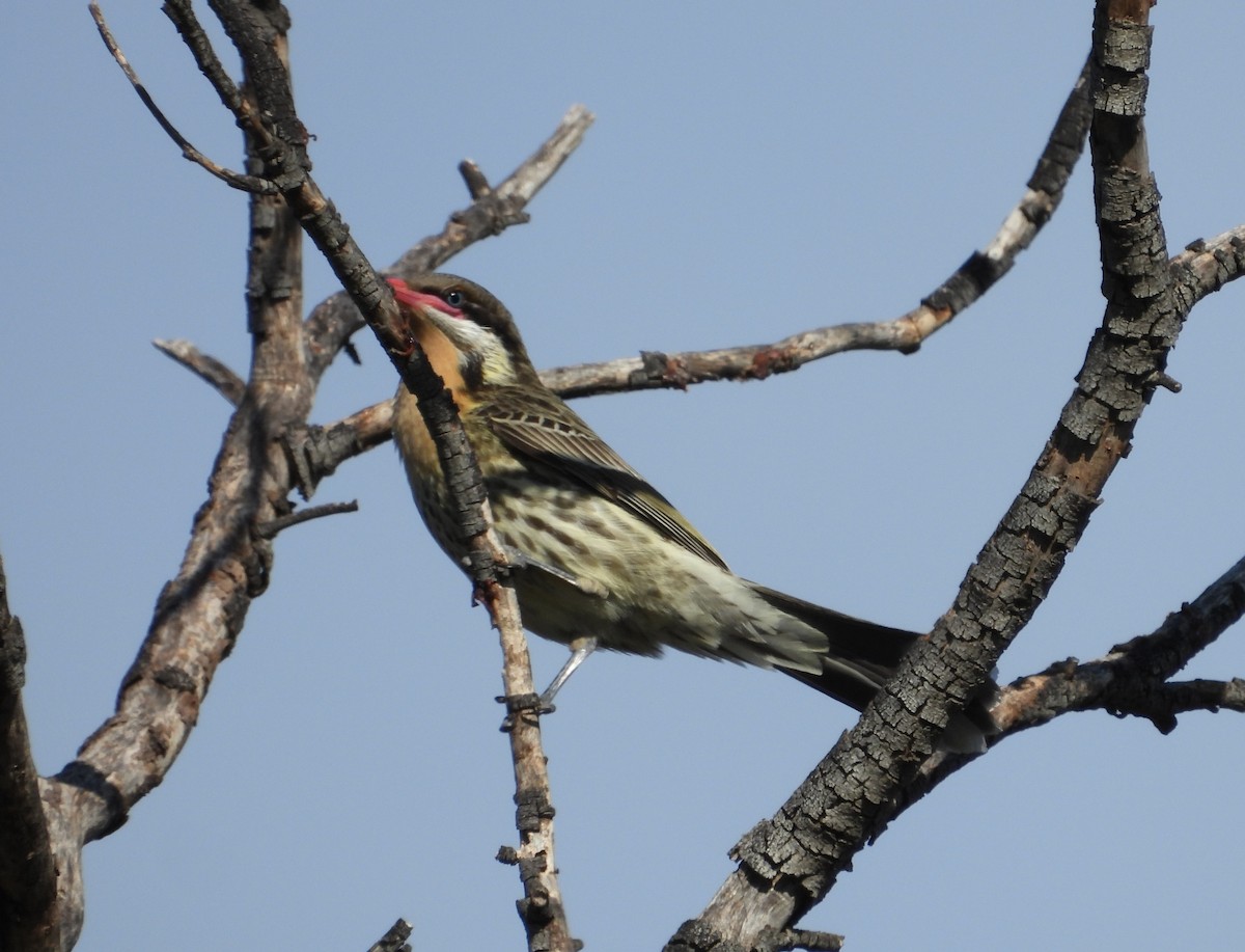 Spiny-cheeked Honeyeater - ML620255282