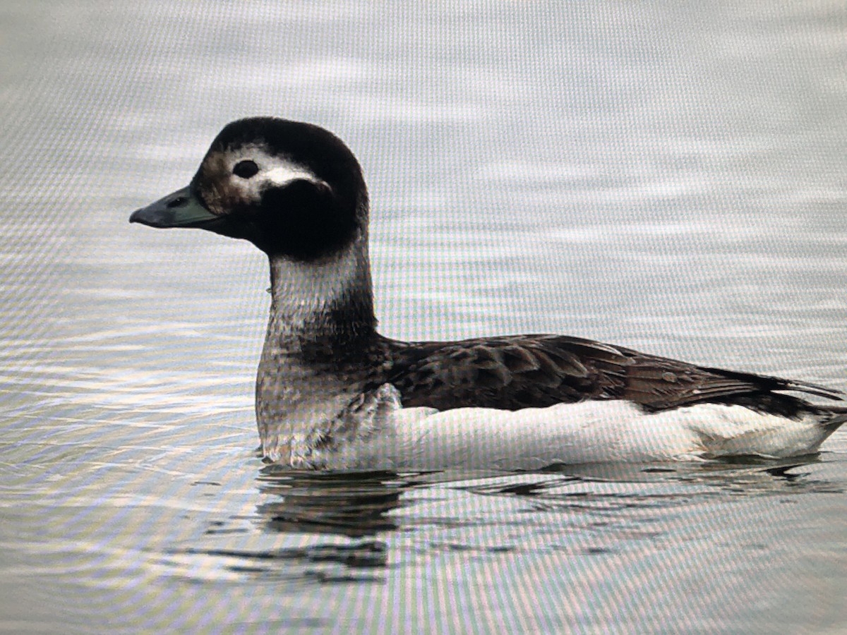 Long-tailed Duck - ML620255285