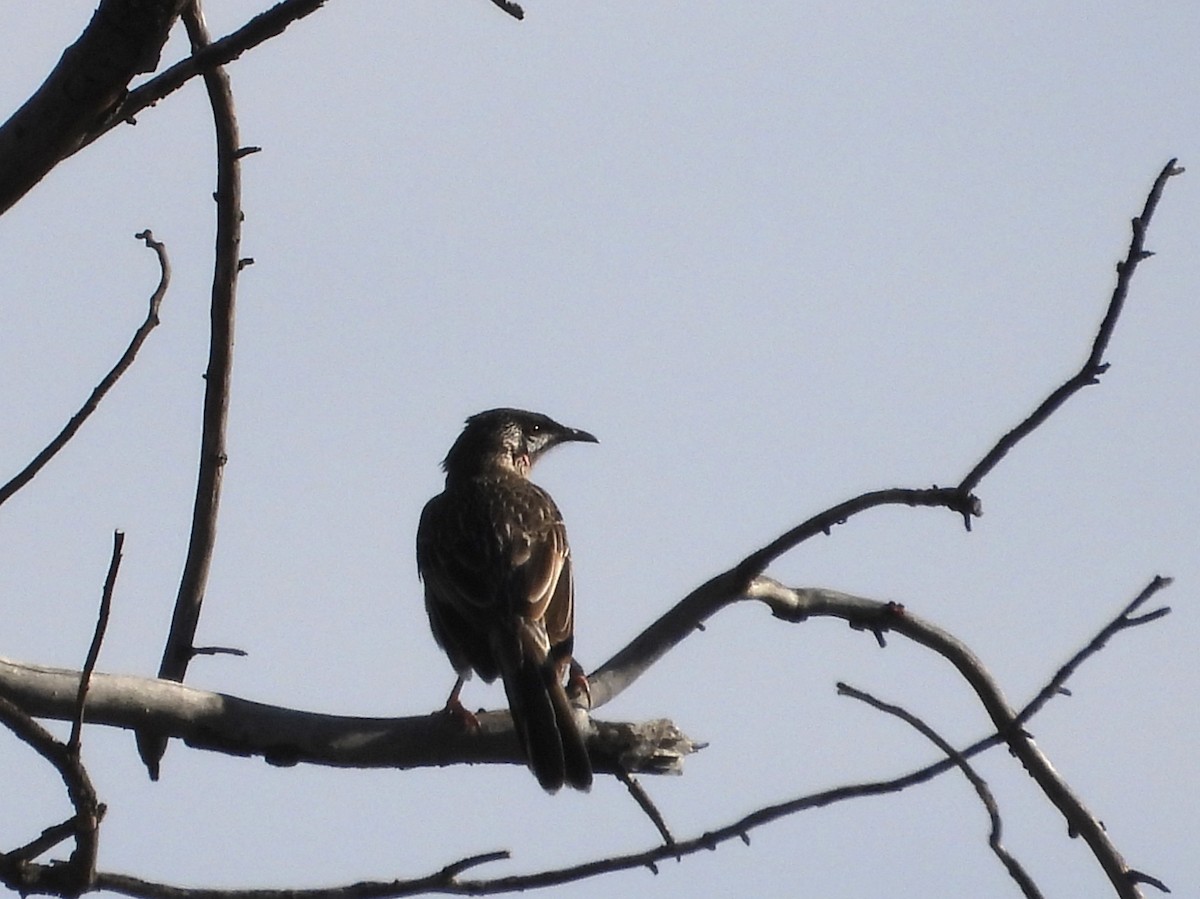 Red Wattlebird - ML620255287