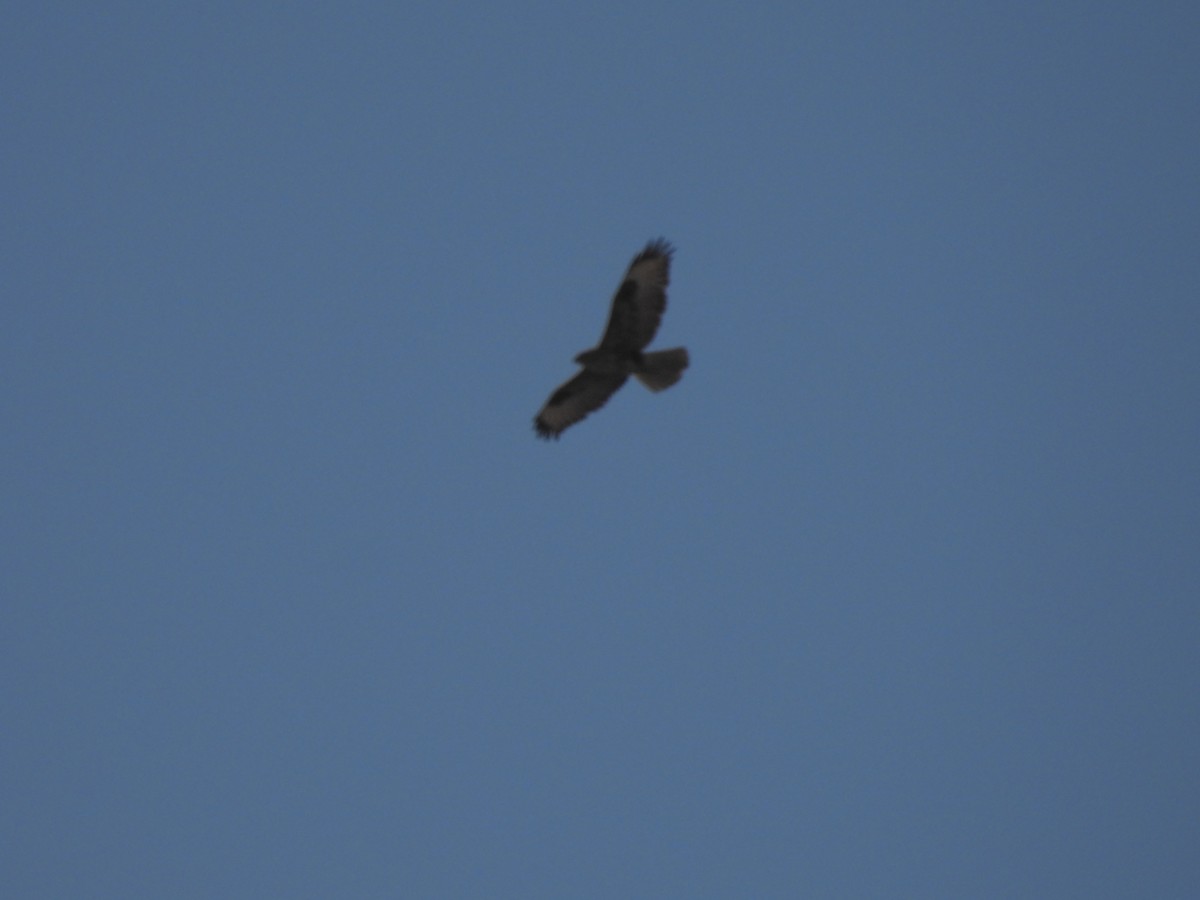 Common Buzzard - ML620255290