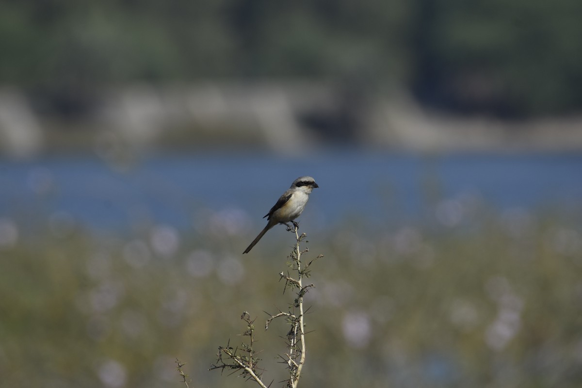 Long-tailed Shrike - ML620255291