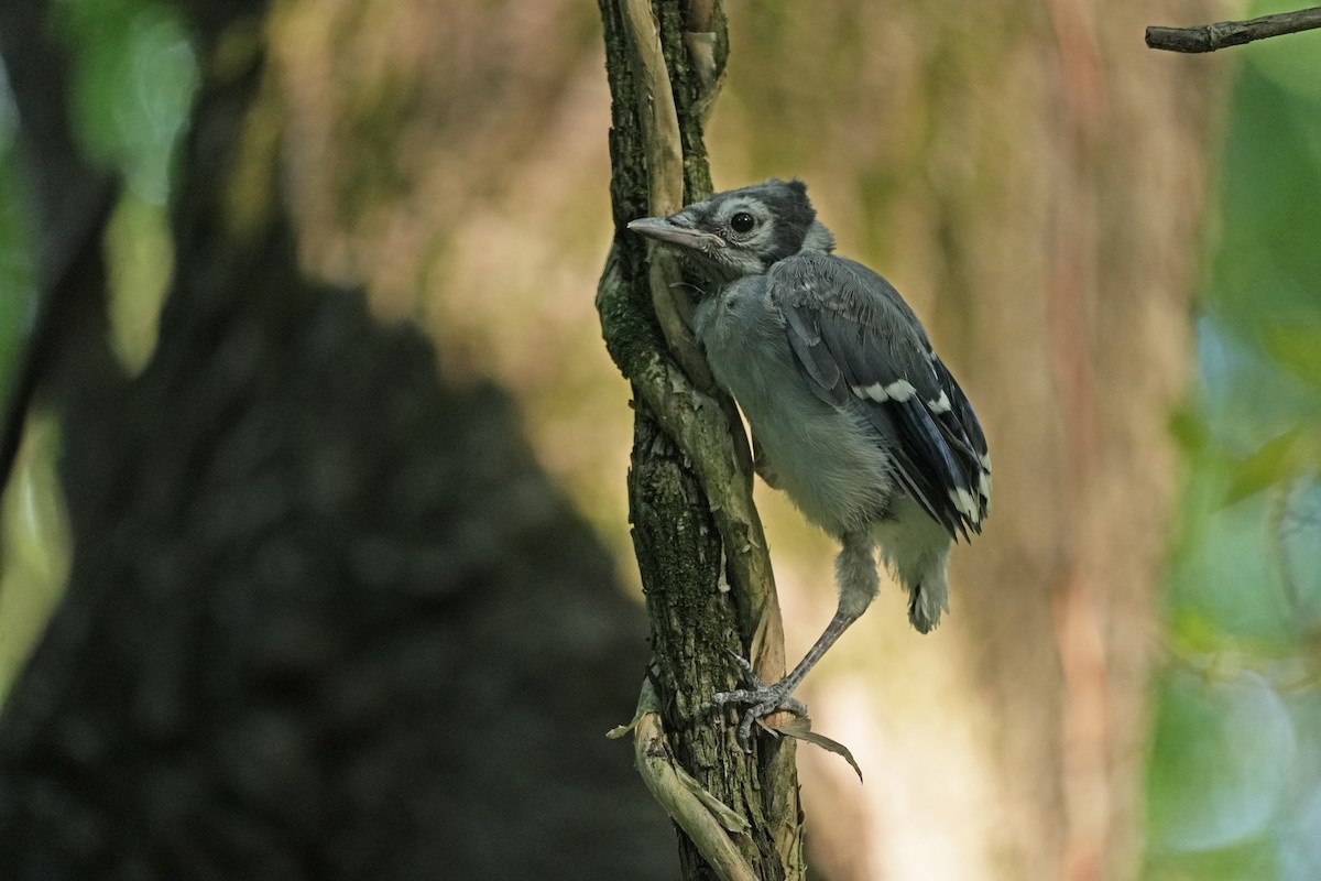 Blue Jay - ML620255292