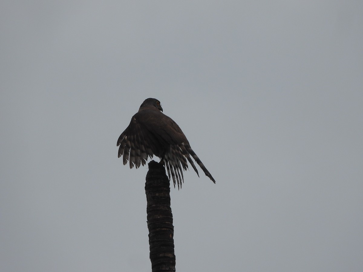 Crested Goshawk - ML620255295