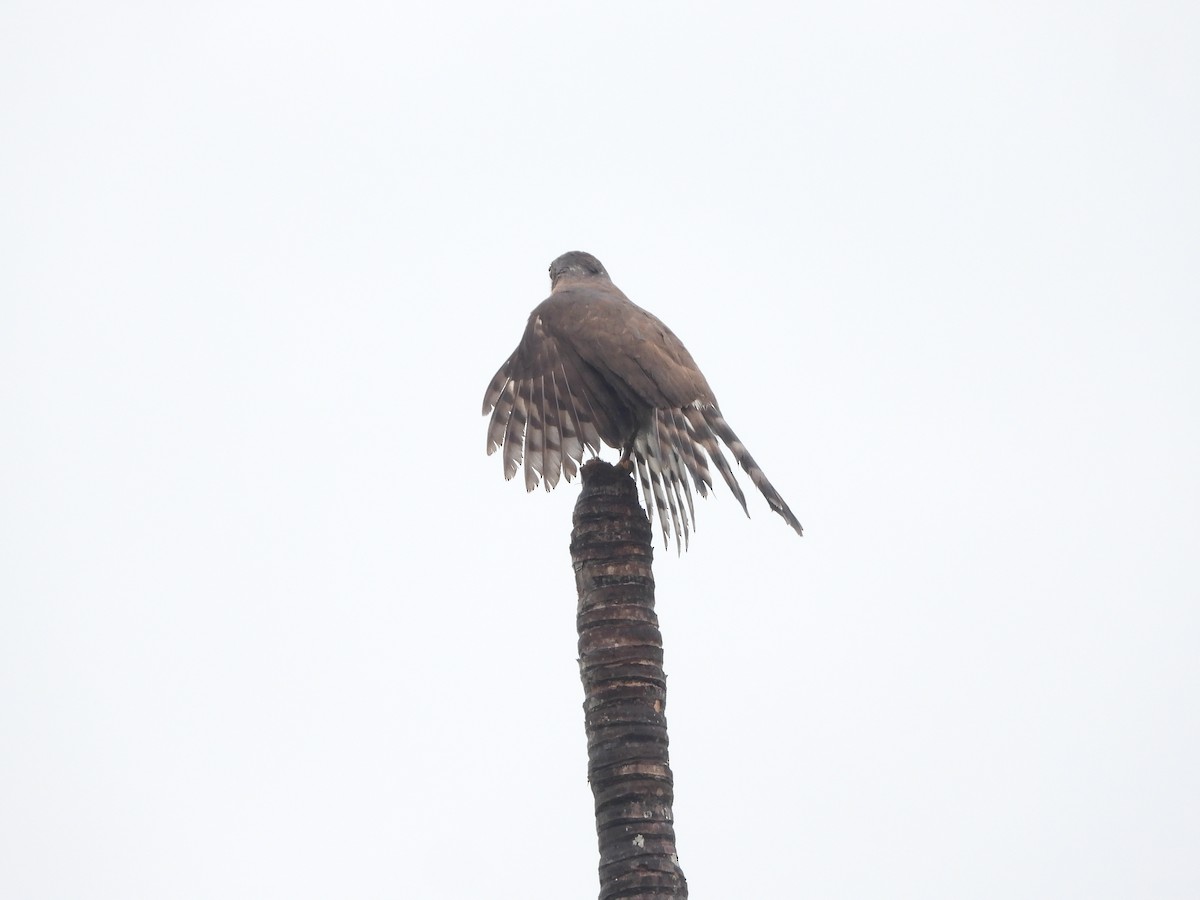 Crested Goshawk - Sannidhya De