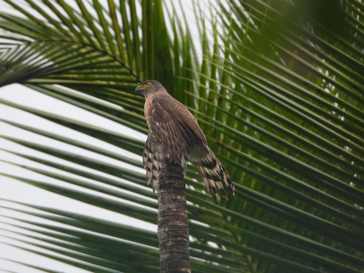 Crested Goshawk - ML620255301