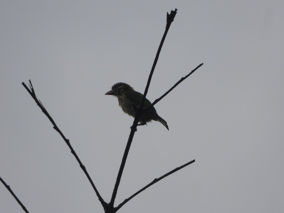 White-cheeked Barbet - ML620255303