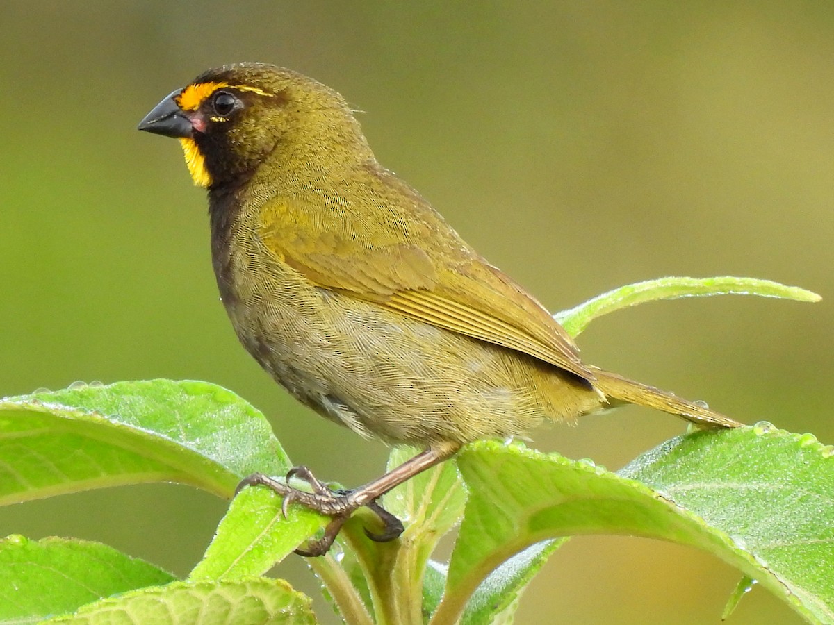 Yellow-faced Grassquit - ML620255304