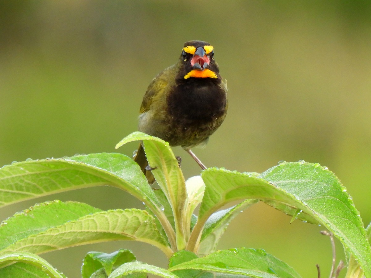 Yellow-faced Grassquit - ML620255305