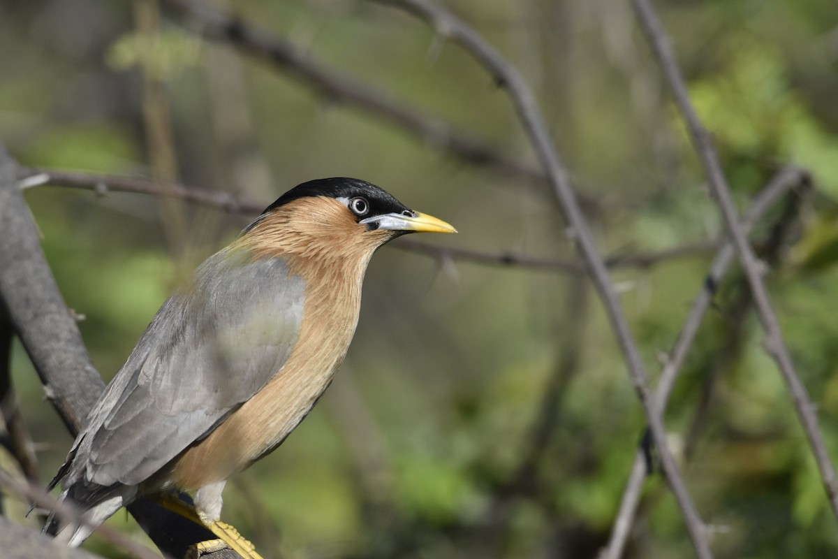 Brahminy Starling - ML620255307