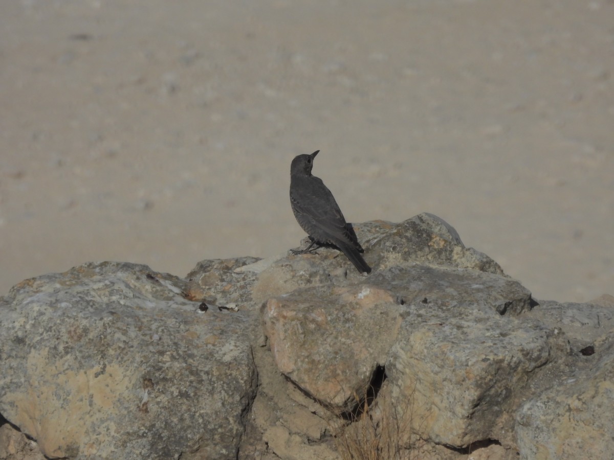 Blue Rock-Thrush - ML620255315