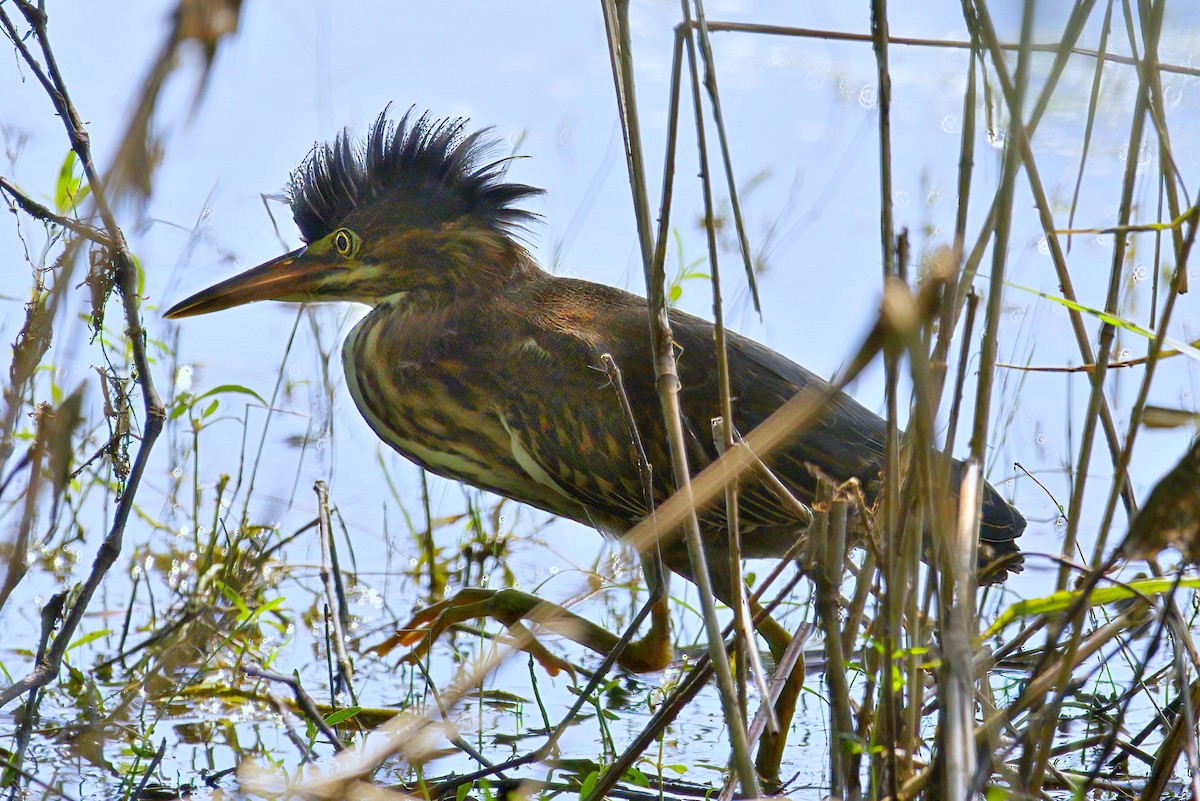 Green Heron - ML620255318