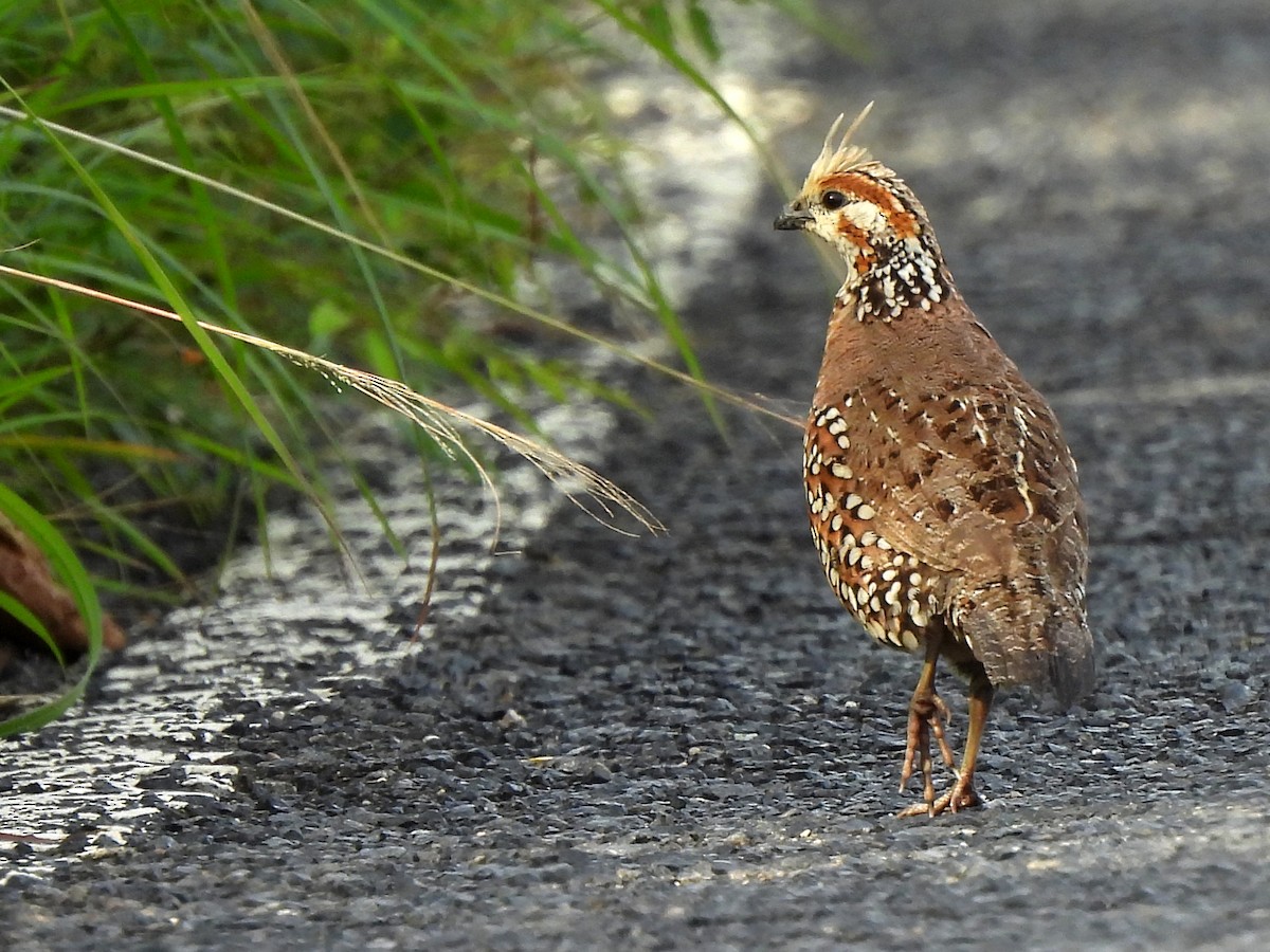 Crested Bobwhite - Kiandra Mitchell