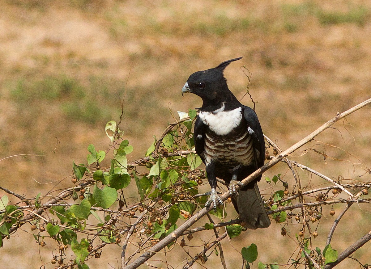 Black Baza - ML620255329