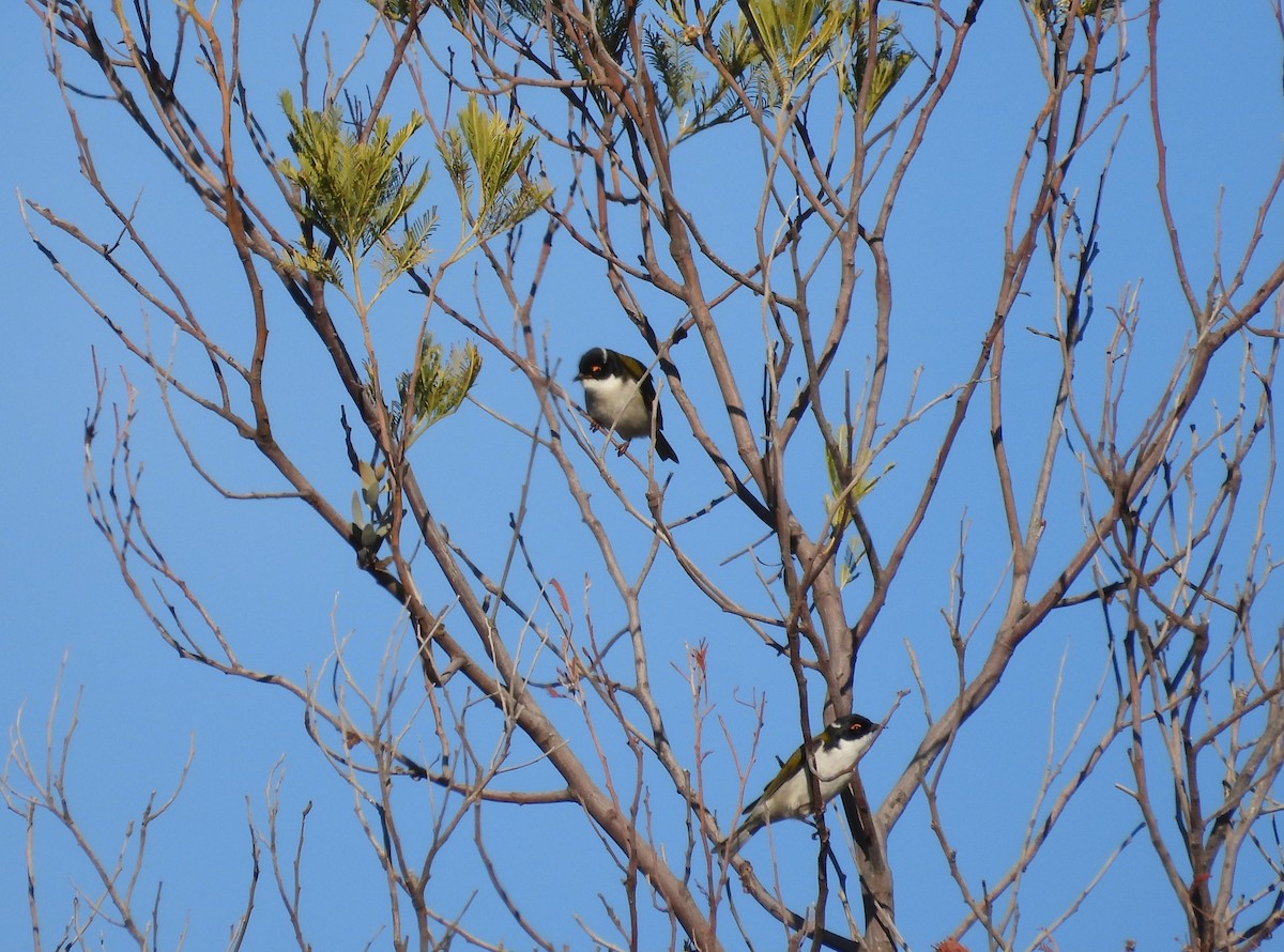 White-naped Honeyeater - ML620255334