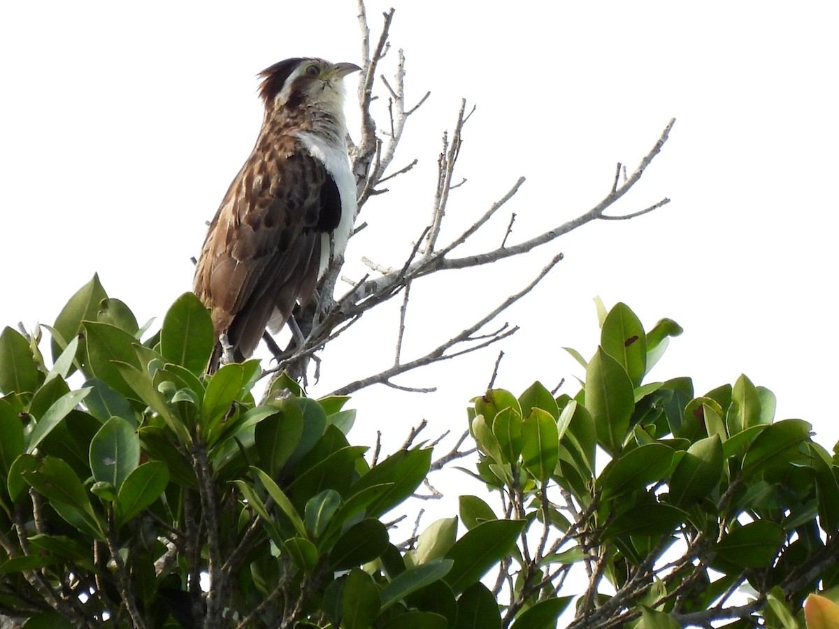 Striped Cuckoo - Kiandra Mitchell