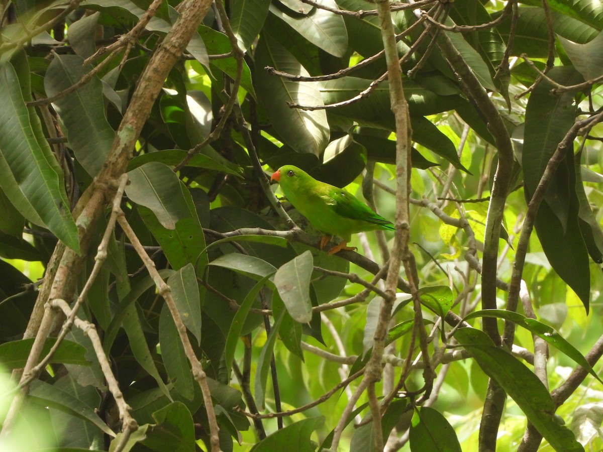 Vernal Hanging-Parrot - ML620255340