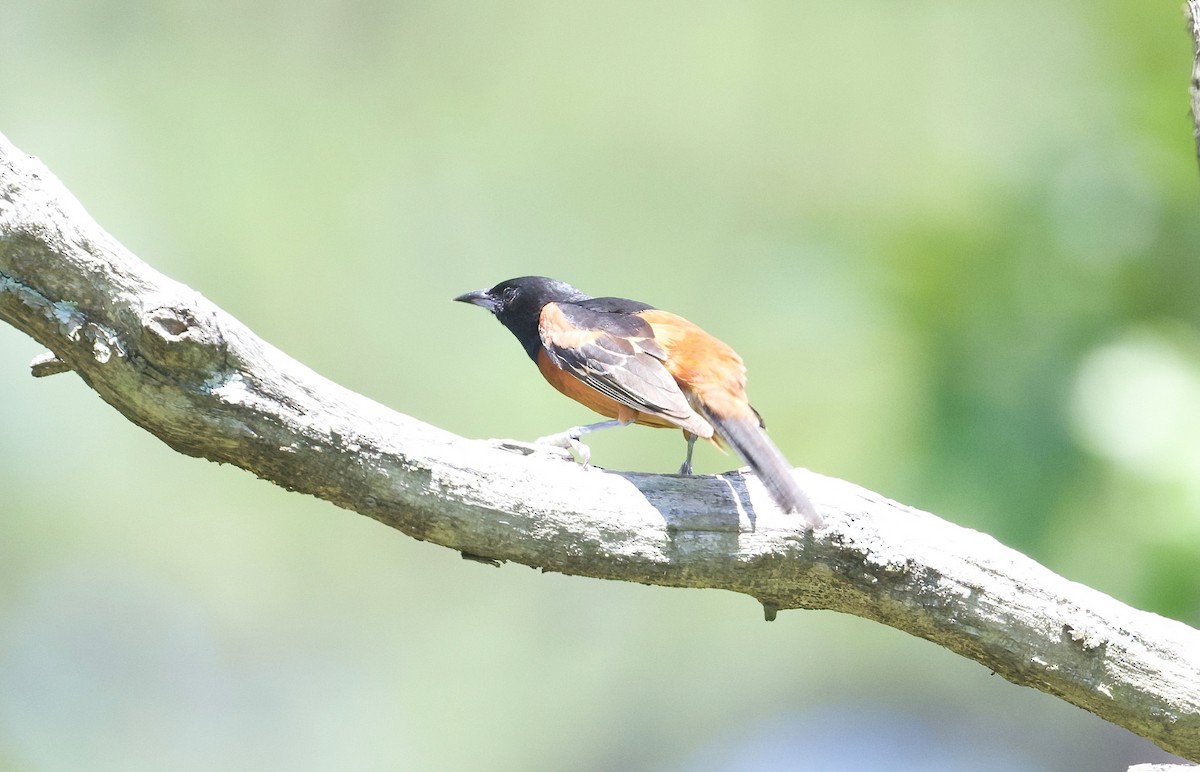 Orchard Oriole - Matt Mason