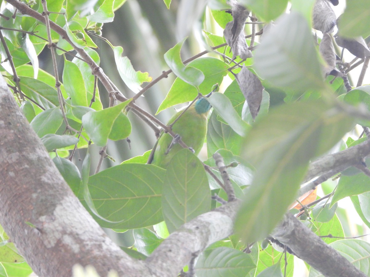 Golden-fronted Leafbird - ML620255345