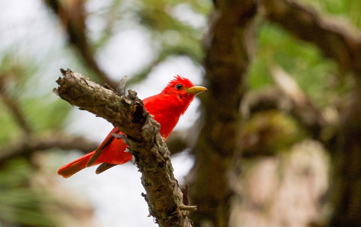 Summer Tanager - ML620255346