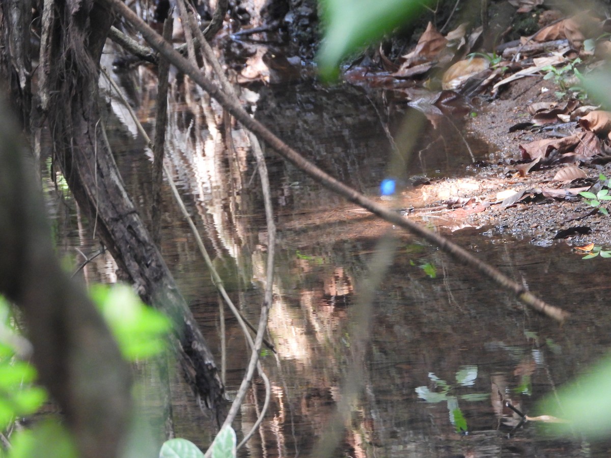 Blue-eared Kingfisher - ML620255350