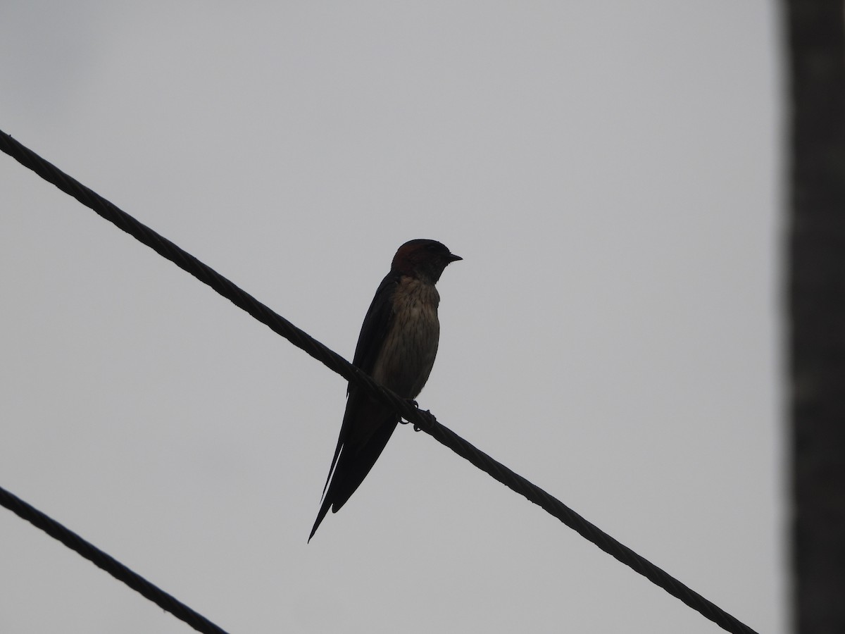 Red-rumped Swallow - ML620255351
