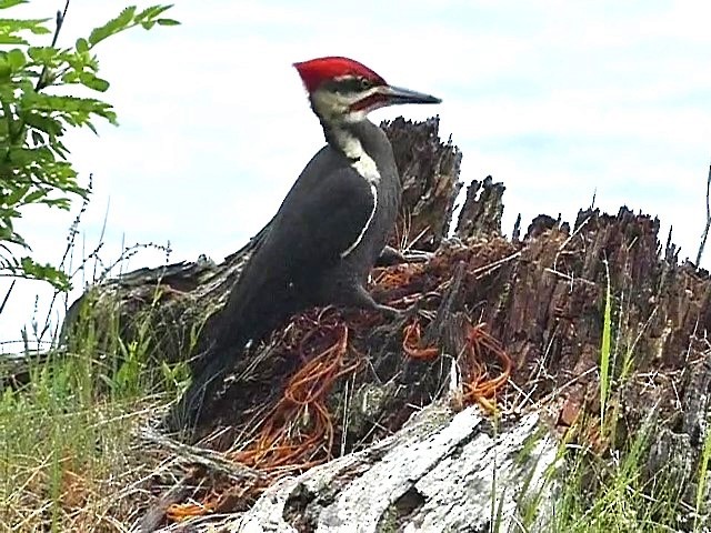 Pileated Woodpecker - Jeff Blatz