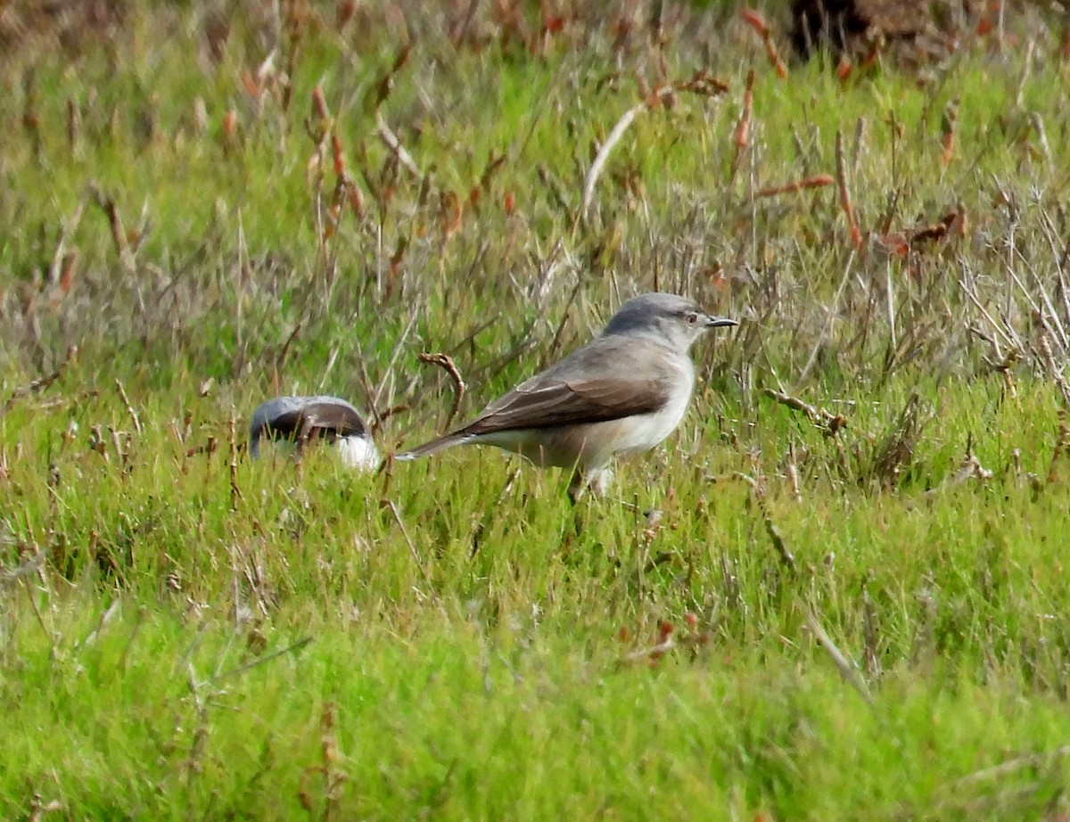 White-fronted Chat - ML620255355