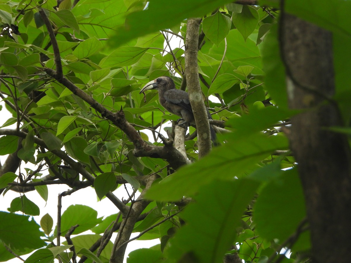 Malabar Gray Hornbill - ML620255357