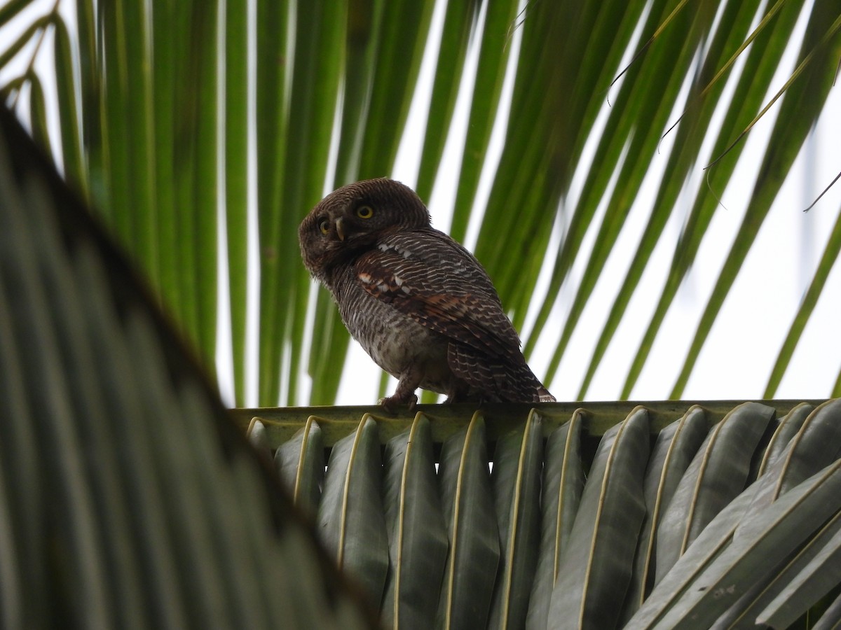 Jungle Owlet - ML620255372