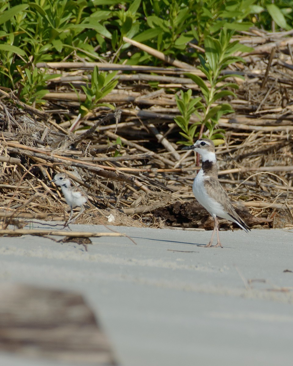 Wilson's Plover - ML620255381