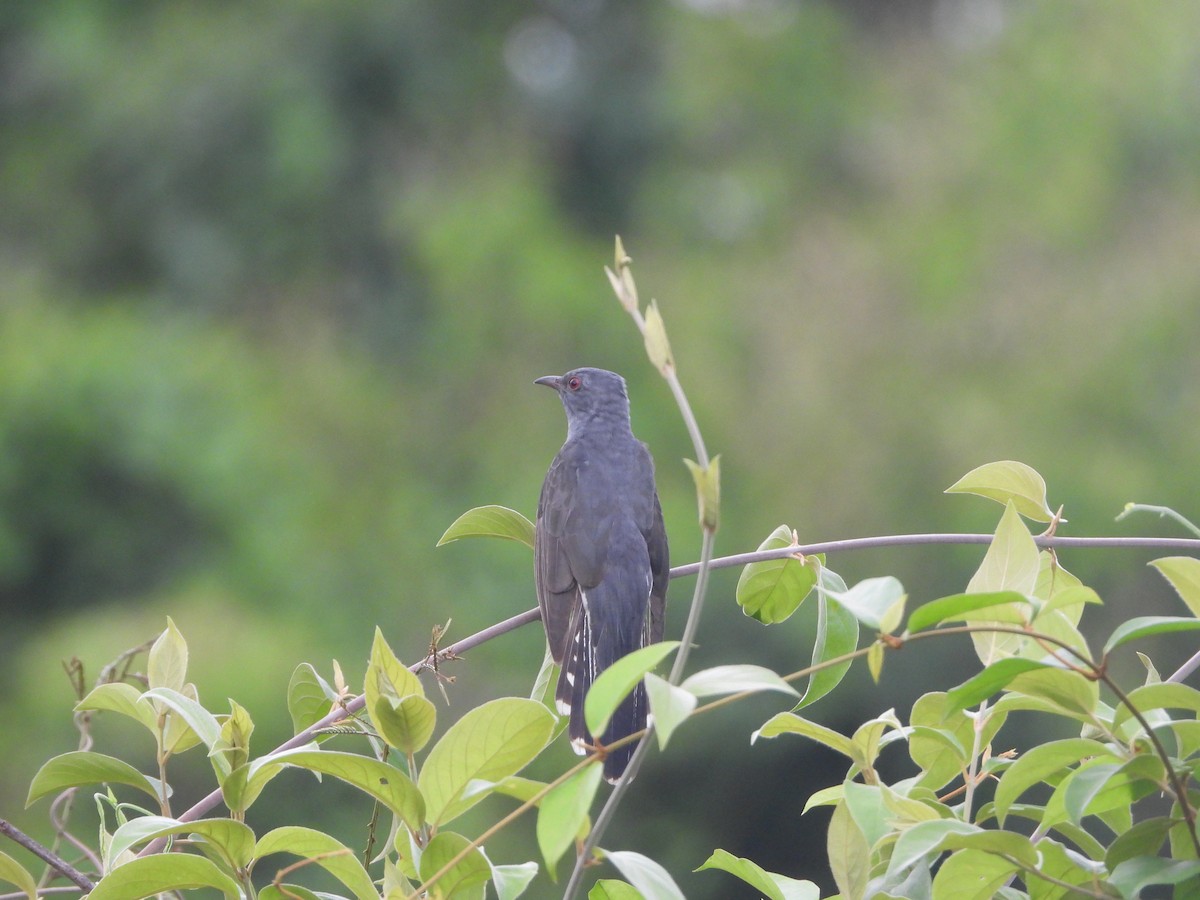 Gray-bellied Cuckoo - ML620255387