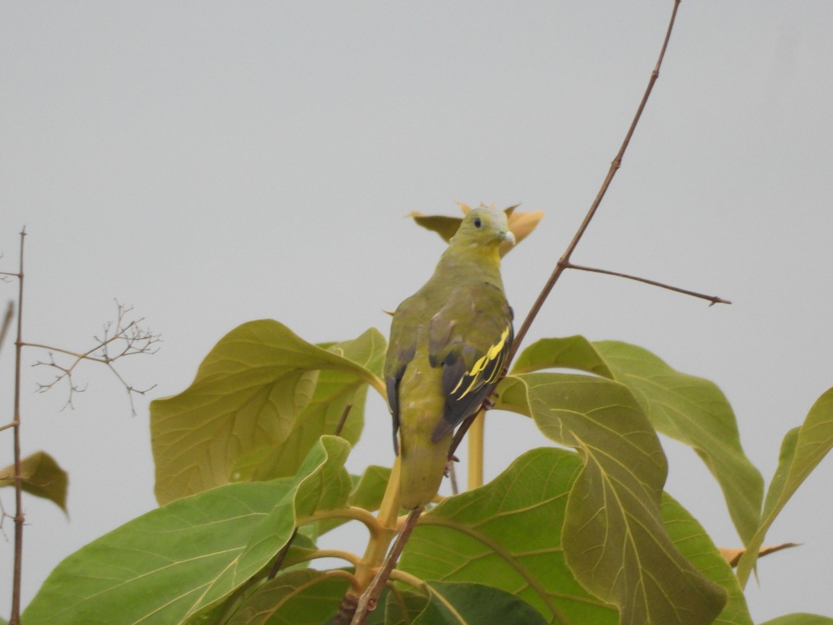 Gray-fronted Green-Pigeon - ML620255389