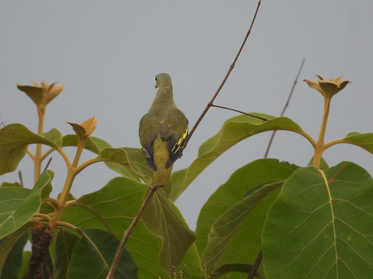 Gray-fronted Green-Pigeon - ML620255390