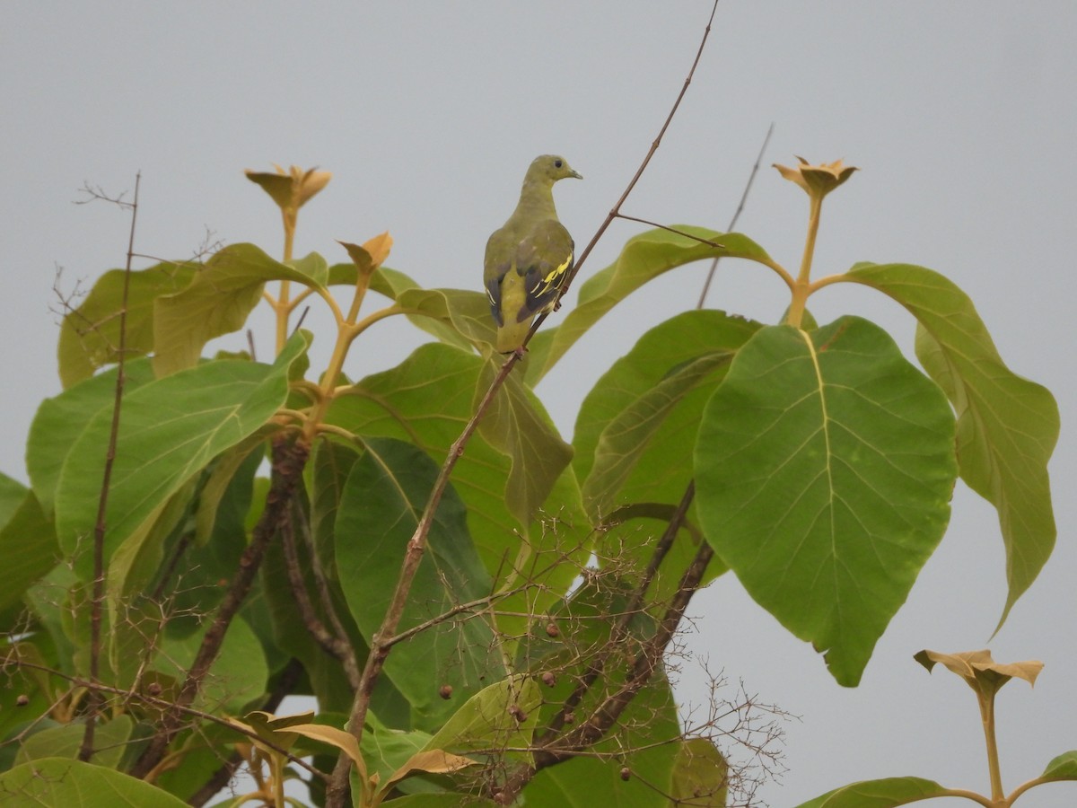Gray-fronted Green-Pigeon - ML620255391