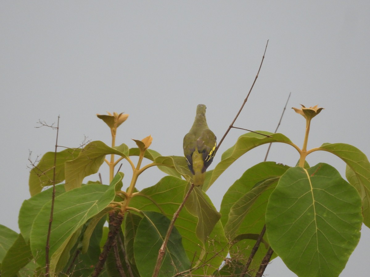 Gray-fronted Green-Pigeon - ML620255392