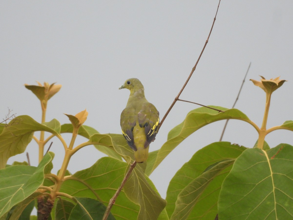 Gray-fronted Green-Pigeon - ML620255393