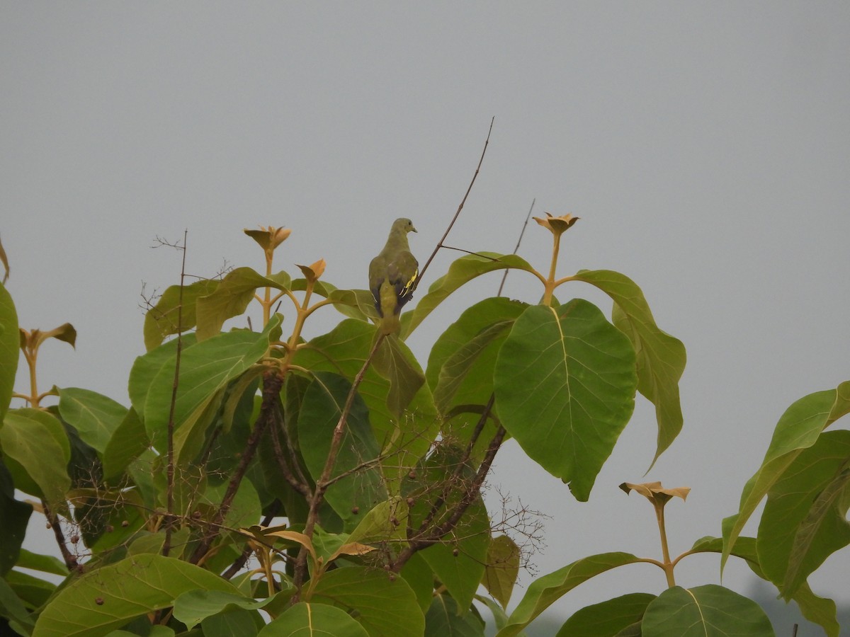 Gray-fronted Green-Pigeon - Sannidhya De