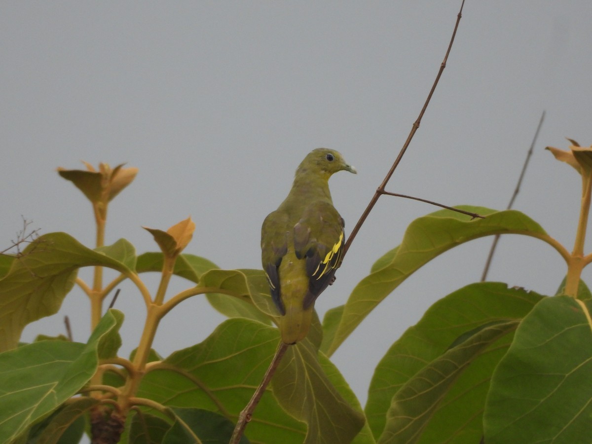 Gray-fronted Green-Pigeon - ML620255396