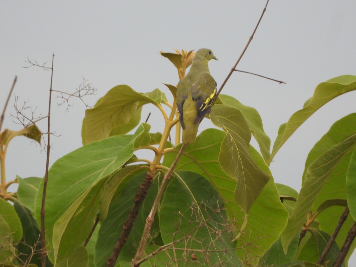 Gray-fronted Green-Pigeon - Sannidhya De