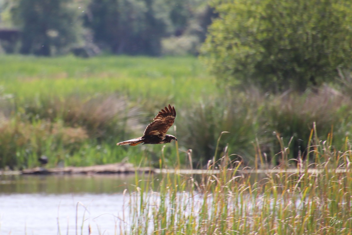 Western Marsh Harrier - ML620255399