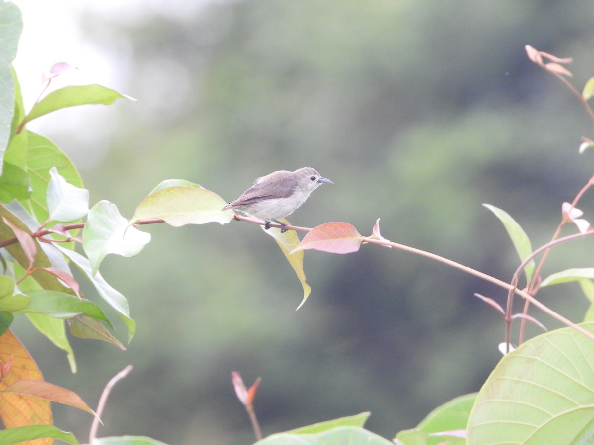 Nilgiri Flowerpecker - ML620255400