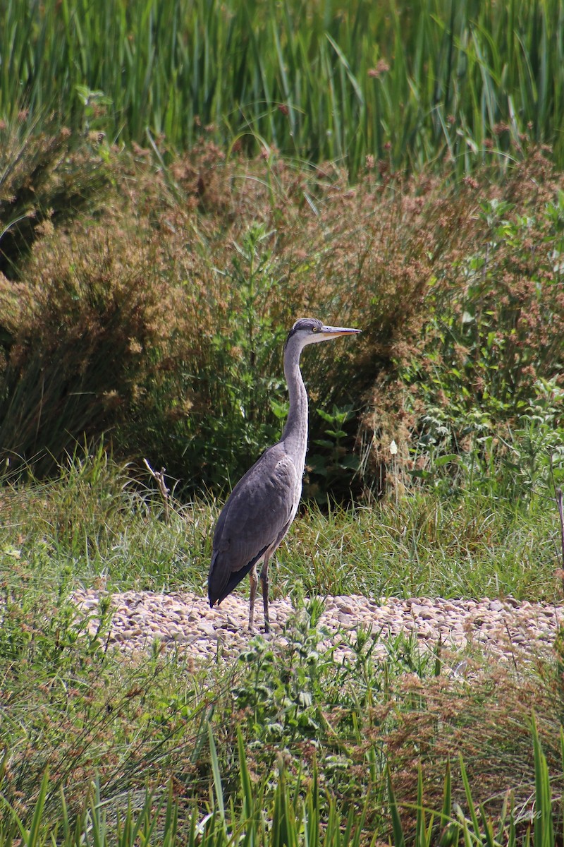 Gray Heron - ML620255401