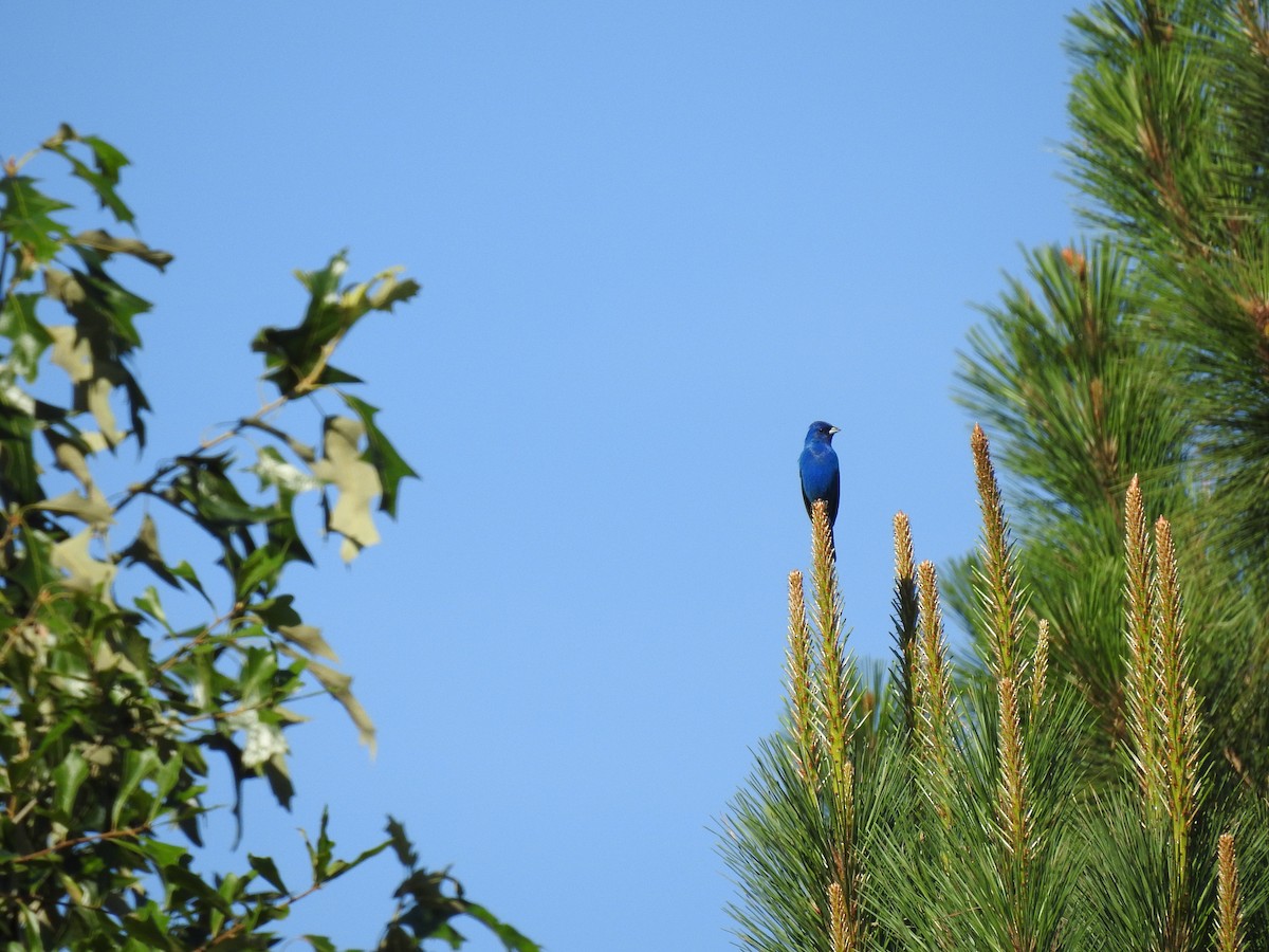 Indigo Bunting - ML620255410