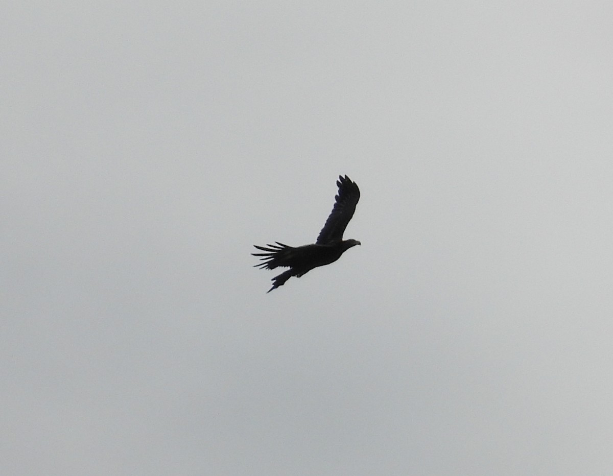 Wedge-tailed Eagle - ML620255411