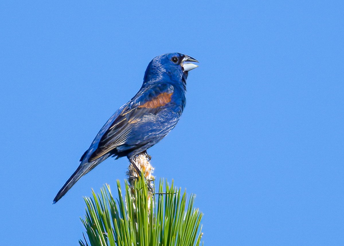 Guiraca bleu - ML620255417