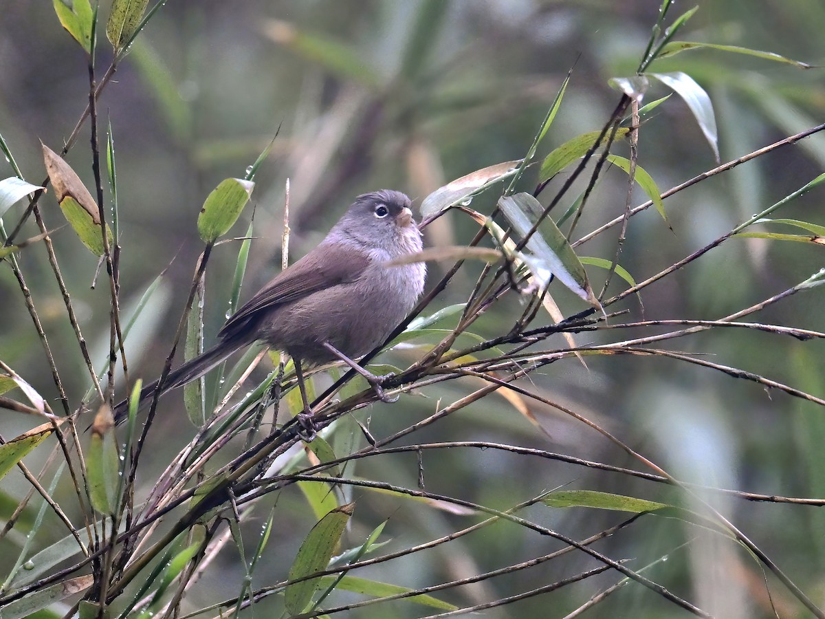 Gray-hooded Parrotbill - ML620255419