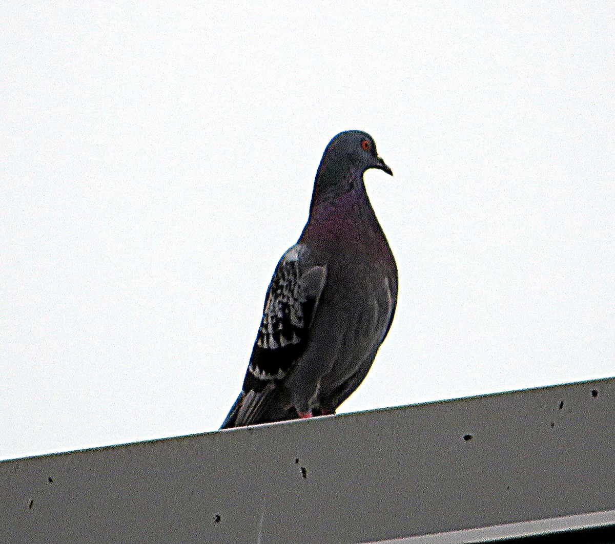 Rock Pigeon (Feral Pigeon) - ML620255421