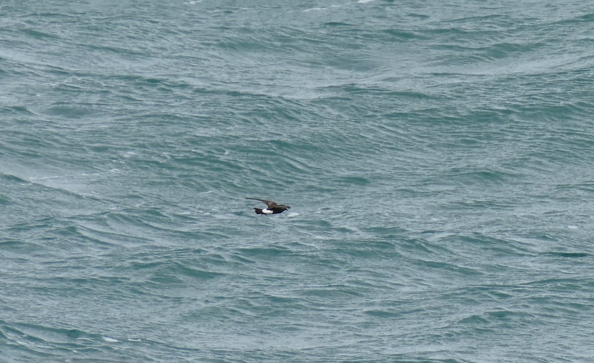 Wilson's Storm-Petrel - ML620255437