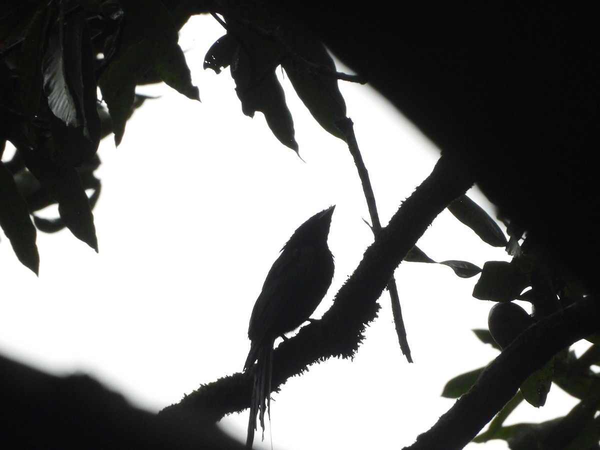 Greater Racket-tailed Drongo - ML620255460