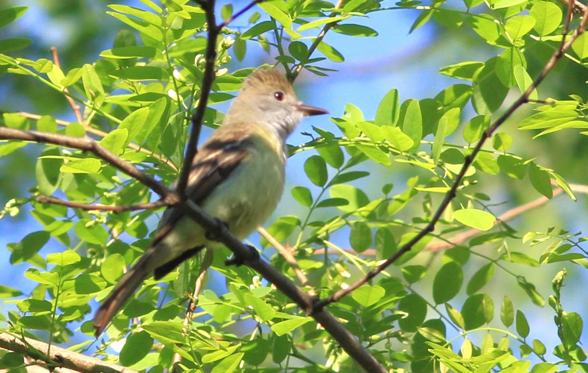 Great Crested Flycatcher - ML620255461
